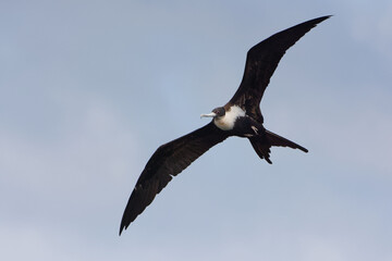 Female Great Frigatebird (fregata minor) in San Cristobal Island, Galapagos, ECuador
