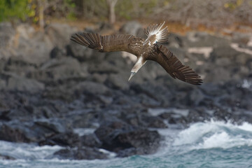Blue-footed booby (Sula nebouxii) in Galapagos Islands, ECuador