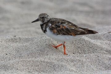 Ruddy turnstone (Arenaria interpres) in Galapagos Islands, Ecuador
