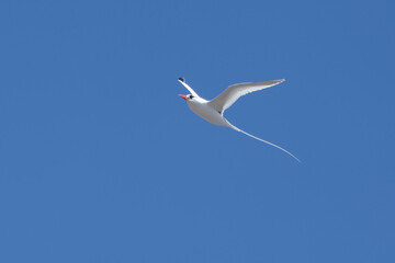 Red-billed Tropicbird (Phaethon aethereus) in Galapagos Islands, Ecuador