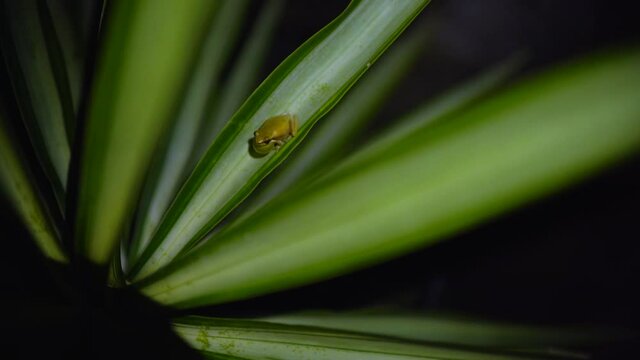 Green tree frog making noise calling mate on the leaf at night time.