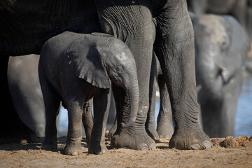 A young elephant calf plays in the herd.