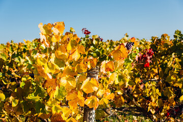 vignes en automne. Feuilles de vignes en automne. feuilles automnales sur des vignes de bourgogne