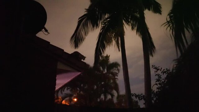 Possum jumping from roof to palm tree at night. 