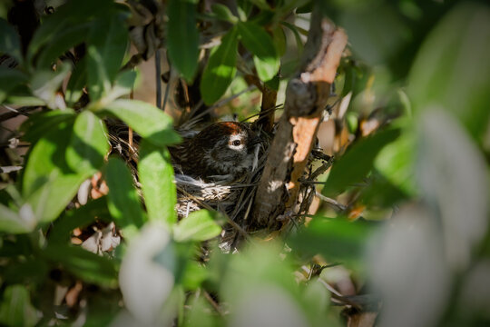 Arctic redpoll (Acanthis hornemanni, Carduelis hornemanni) in the nest. Bird watching in their natural habitat. Wildlife of Chukotka and Siberia. Far East of Russia. July.