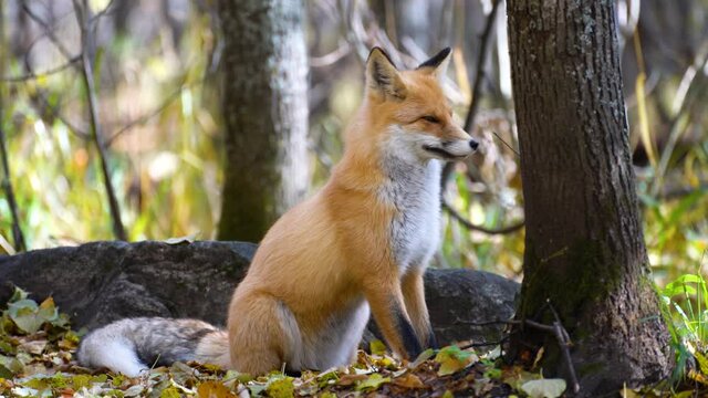 Yawning red fox at the park stretching