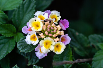 色取り取りの花