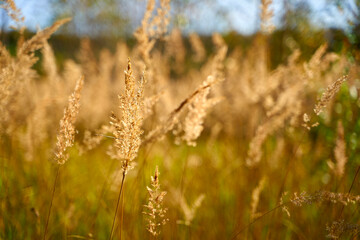 Fototapeta premium spikelets of agricultural plants in the field