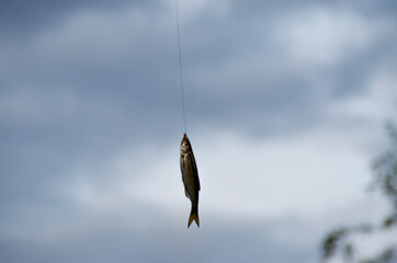 A small silver fish was hooked. Fishing, recreation, good time.