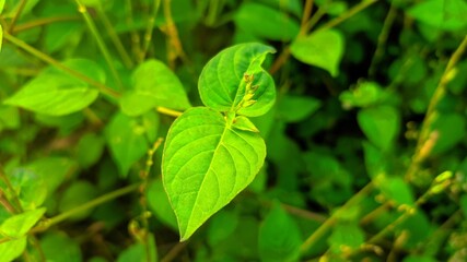 green leaves background