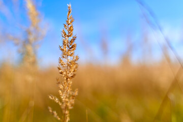 spikelets of agricultural plants in the field