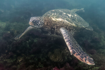Green sea turtle (Chelonia mydas) in Galapagos Islands, Ecuador