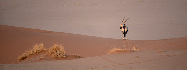 Fototapeta na wymiar Oryx in the desert of of Sossusvlei, Namibia.