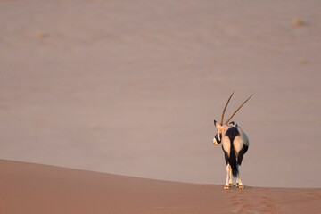 Oryx in the desert of of Sossusvlei, Namibia.
