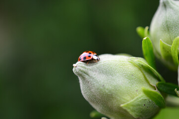 Ladybug on leaves
