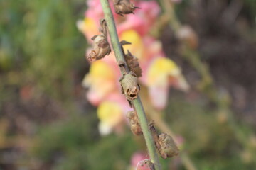 flowers on the island of Sakhalin
