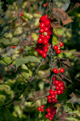 wild berries on the island of Sakhalin