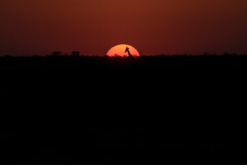A giraffe walking in front of a setting sun in Etosha National Park, Namibia.