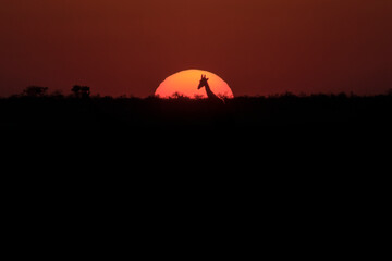 sunset with Giraffe