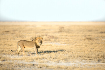 lion in desert