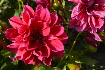 
beautiful red dahlias grow in the garden on a summer day