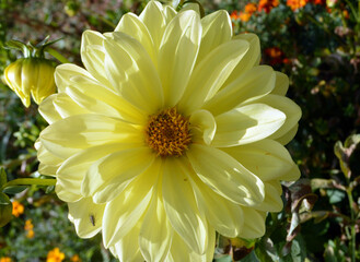 
beautiful yellow dahlia growing on a summer day