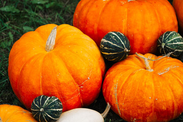 Autumn decor. Pumpkins, squash, pumpkins on the background of autumn grass