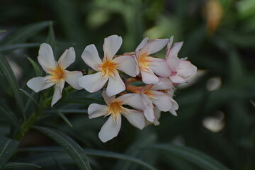 Obraz na płótnie Canvas oleander flower bloom