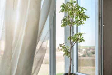 light breeze blowing white curtain of window with green plant on sill