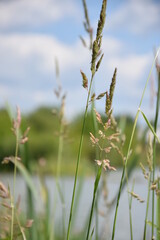 grass and sky