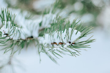 Pine branches are covered with snow. Christmas, winter, New Year, nature background. Selective focus.