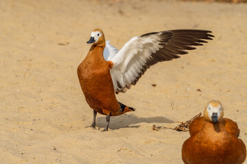 Red ducks on the sandy shore of the lake.
