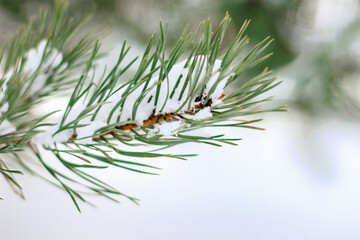 Naklejka na ściany i meble Pine branches are covered with snow. Christmas, winter, New Year, nature background. Selective focus.