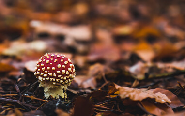 Toxic toadstool small mushroom in the autumn forest. Poisonous amanita mushrooms can cause death.