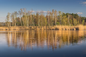 a spring evening by a beautiful lake surrounded by reeds