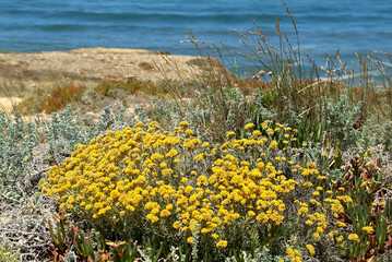 Obraz premium Nature and vegetation in the dunes of Portugals west coast