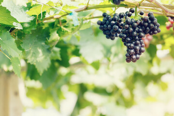 Ripe grapes hanging on vine ready to be harvested at vineyard