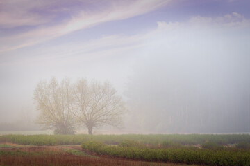 Obraz na płótnie Canvas misty spring morning over meadows and forest