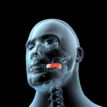 3d Illustration of the Risorius Muscles Anatomical Position on Xray Body