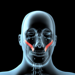 3d Illustration of the Zygomatic Major Muscles Anatomical Position on Xray Body