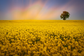 Amazing bright colorful spring and summer landscape for wallpaper. Yellow field of flowering rape and tree against a blue sky with clouds. Natural landscape background with copy space, Europe