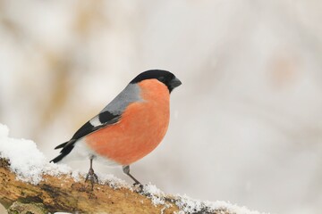 Beautiful Eurasian bullfinch sits in the snow. Male bullfinch in the nature habitat. Pyrrhula...