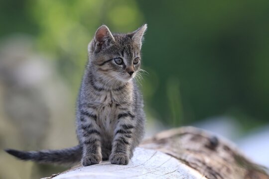portrait of sweet tabby kitten sitting on the strait . felis silvestris catus.