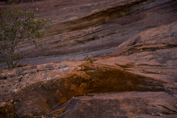 Fototapeta na wymiar Striped squirrel sits on the rock.