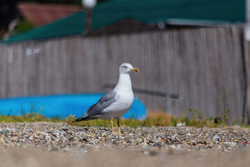 Beautiful Seagull on the beach.