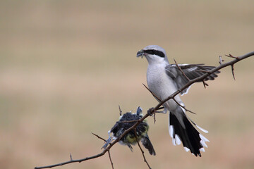 Great grey shrike. Bird with prey on tree. Lanius excubitor