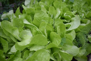 Fresh salad - detail