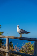 Gaviota tomando el sol...