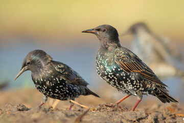 Common starling. Bird in winter plumage. Sturnus vulgaris