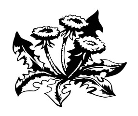 Blooming dandelion. Vector drawing icon
